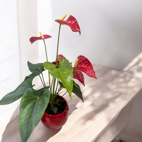 Anthurium