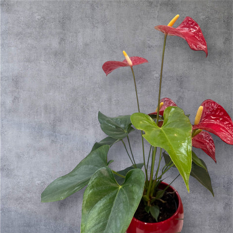 Anthurium