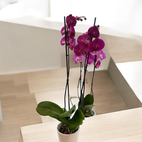 Orchidea fucsia
