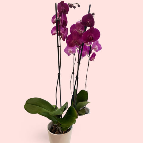 Orchidea fucsia