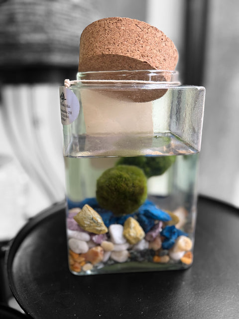 Marimo 2