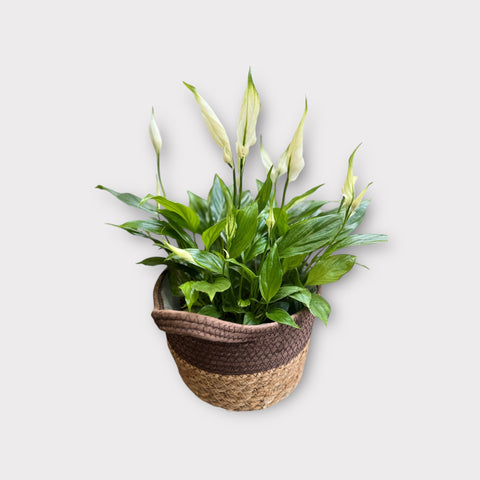 Spathiphyllum bianco