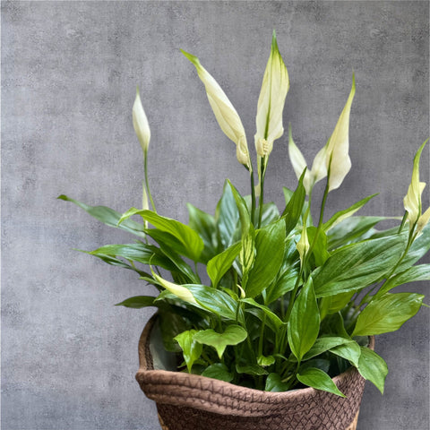 Spathiphyllum bianco