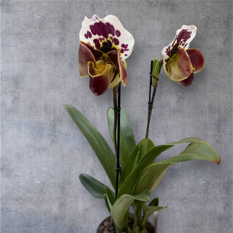 Venus slipper
