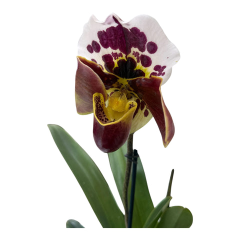Venus slipper