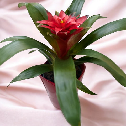 Bromelia rossa