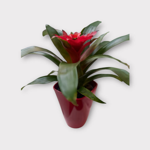 Bromelia rossa