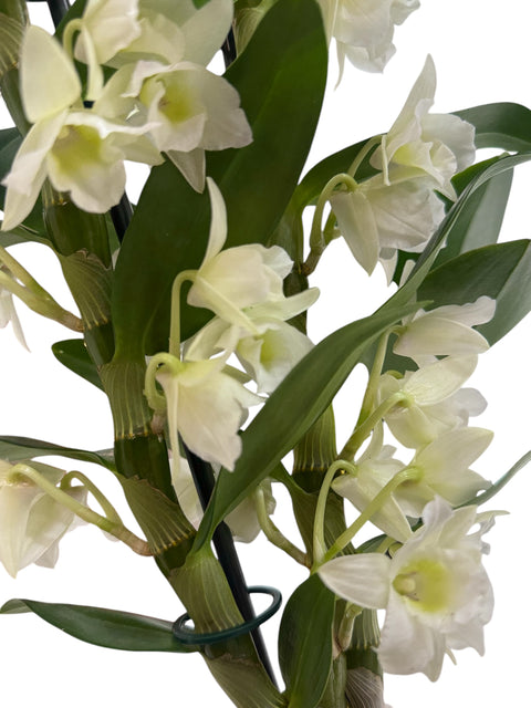 Dendrobium nobile