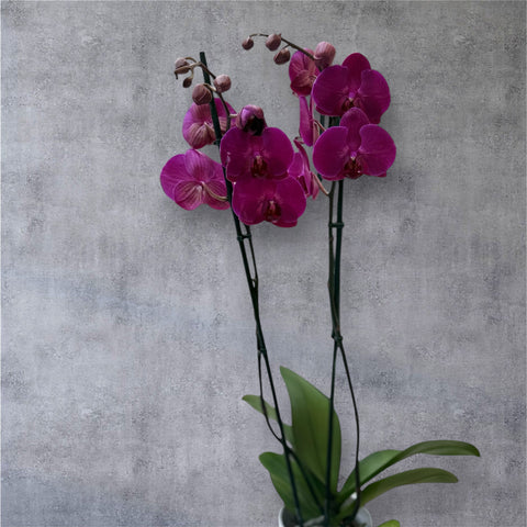 Orchidea fucsia