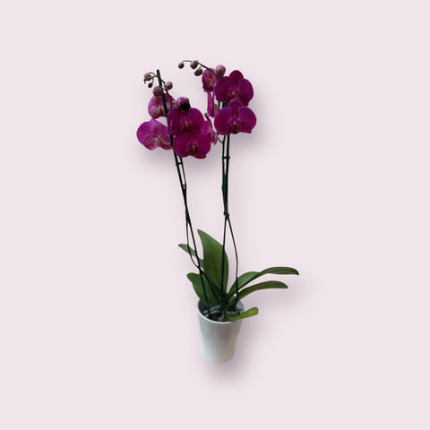 Orchidea fucsia