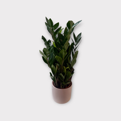 Zamioculcas