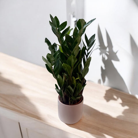 Zamioculcas