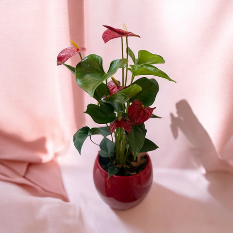 Anthurium