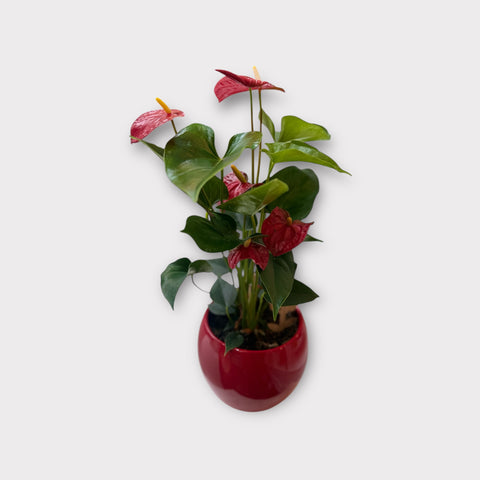 Anthurium