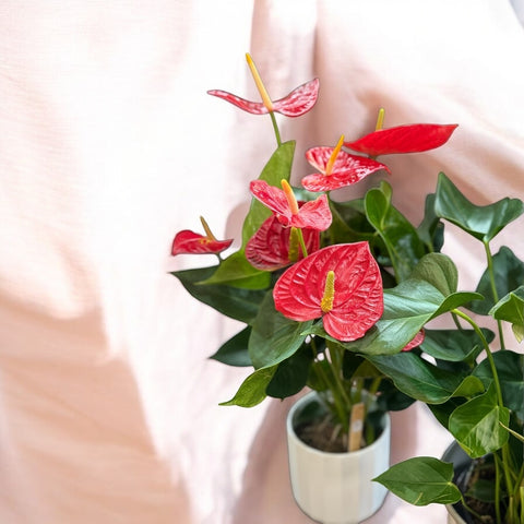 Anthurium 2