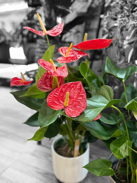 Anthurium 2