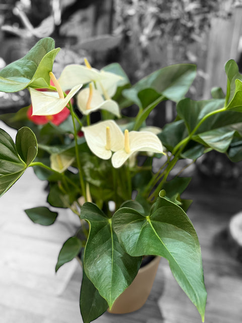 Anthurium bianca