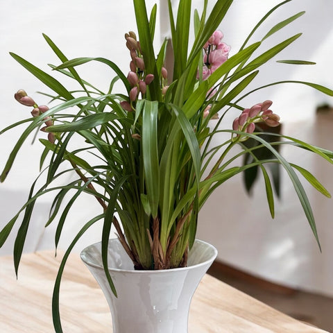 Cymbidium