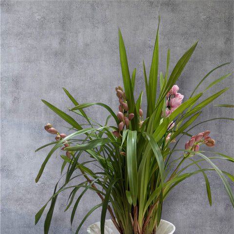 Cymbidium