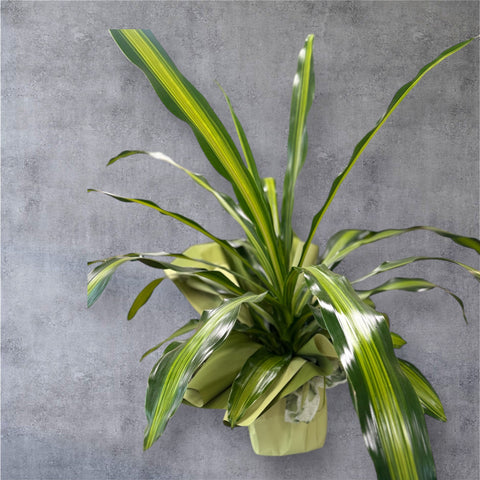 Dracaena