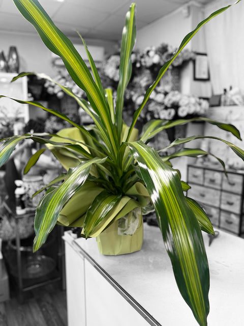 Dracaena