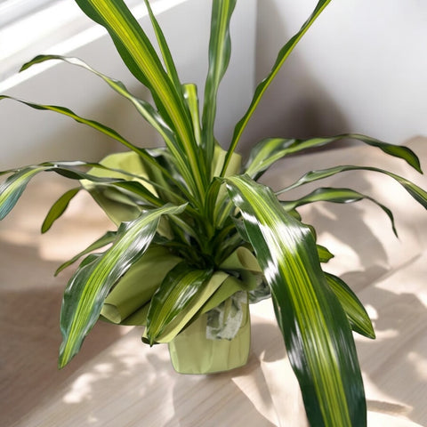 Dracaena