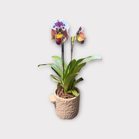 Venus slipper