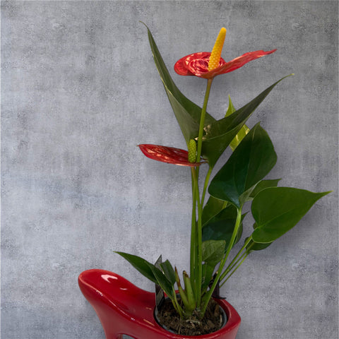 Anthurium con scarpetta rossa