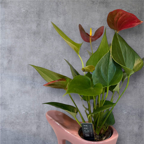 Anthurium con scarpetta rosa