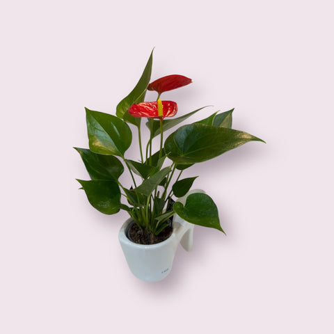 Anthurium con scarpetta bianca