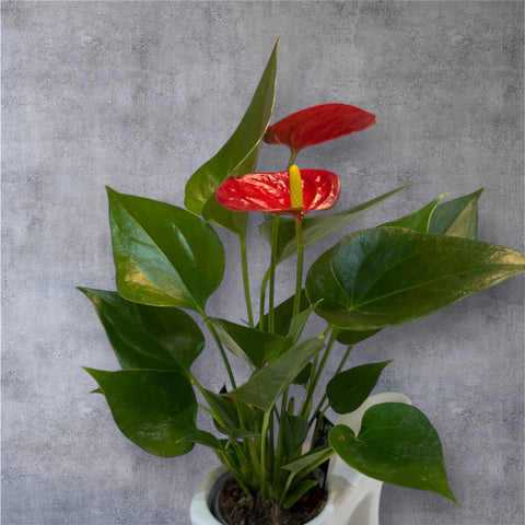 Anthurium con scarpetta bianca
