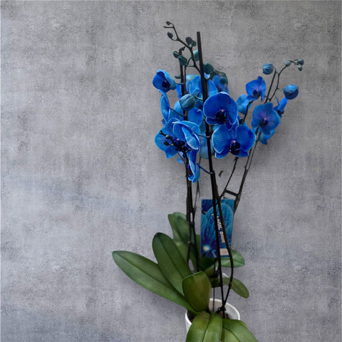 Orchidea blu con vaso