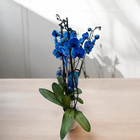 Orchidea blu con vaso