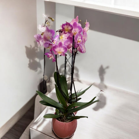 Orchidea rosa con vaso