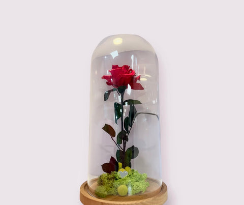 grande rosa stabilizzata in campana di vetro -new