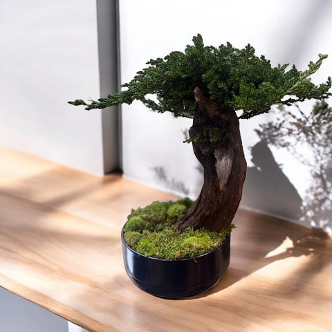 Bonsai - stabilizzato - vaso nero