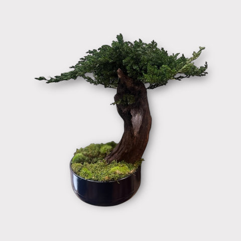 Bonsai - stabilizzato - vaso nero