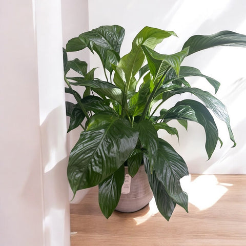 Spathiphyllum grande con vaso in cotto