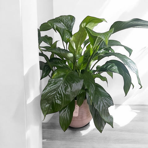 Spathiphyllum grande con vaso in cotto