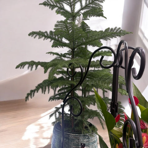 ARAUCARIA