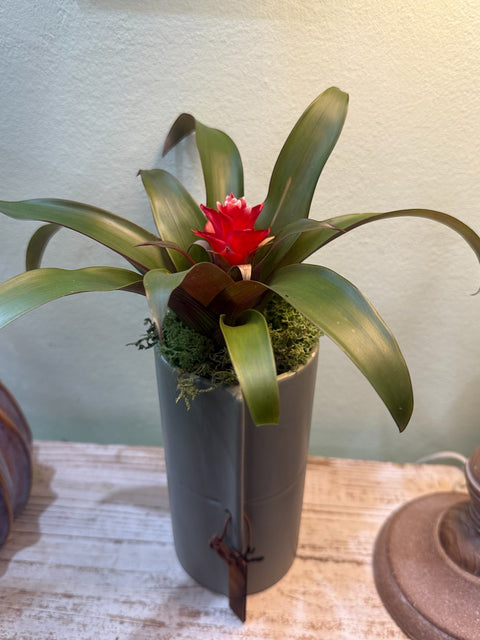 Bromelia vaso cotto