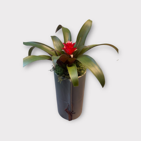 Bromelia vaso cotto