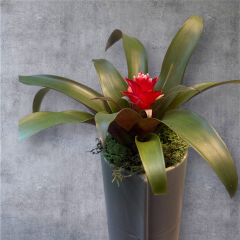 Bromelia vaso cotto