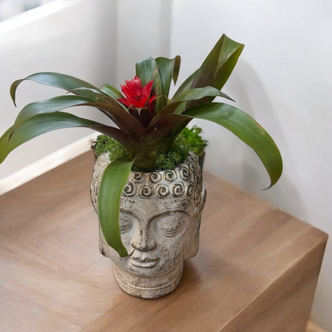 Bromelia vaso Buddha