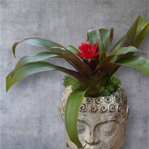 Bromelia vaso Buddha