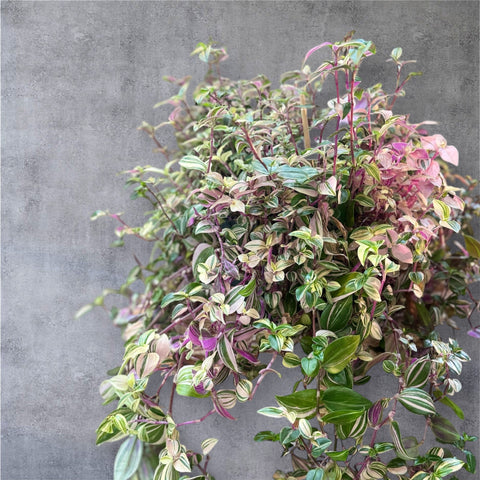 Tradescantia