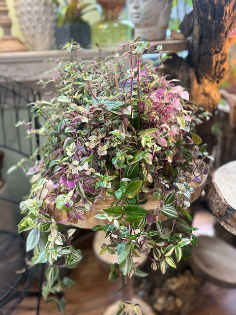Tradescantia
