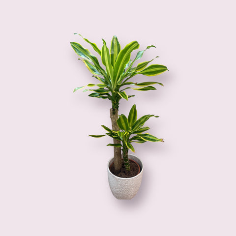 Dracaena