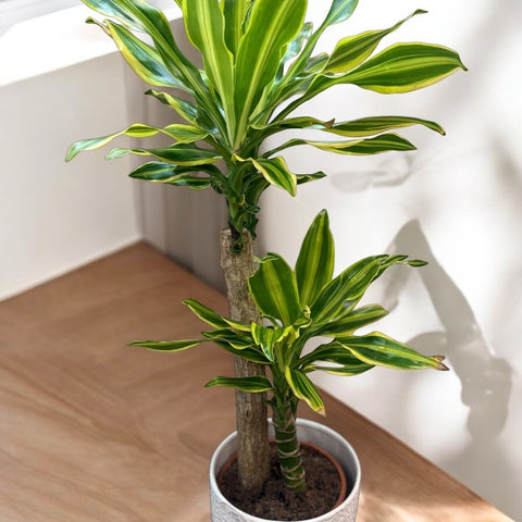 Dracaena