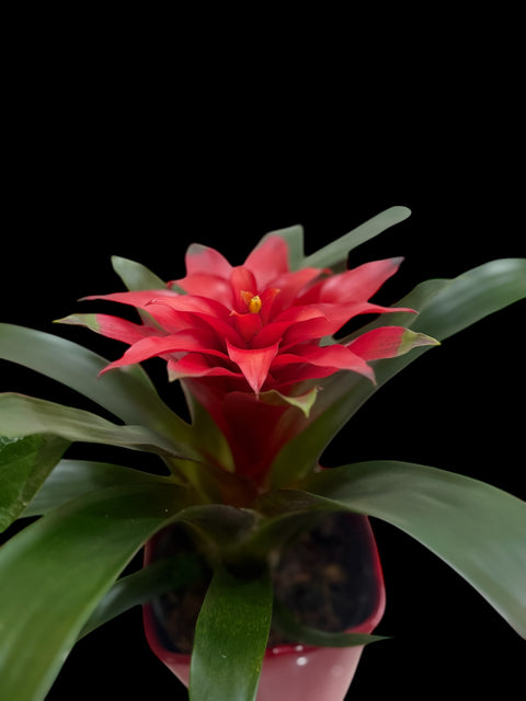 Bromelia rossa